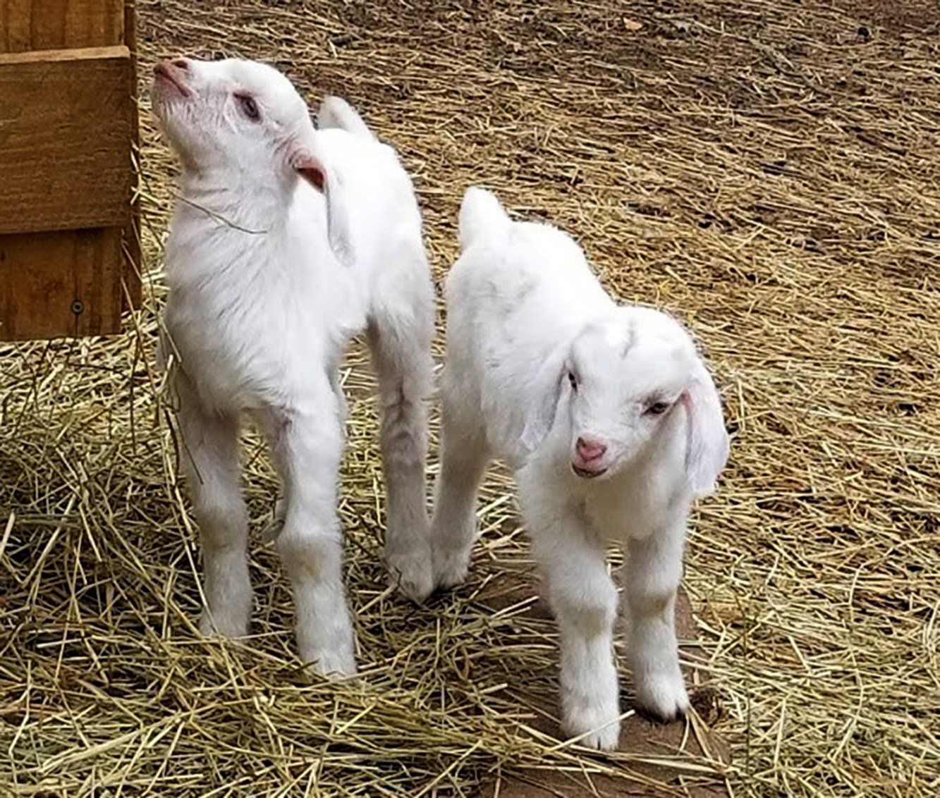 Twin male goats born in March 2018